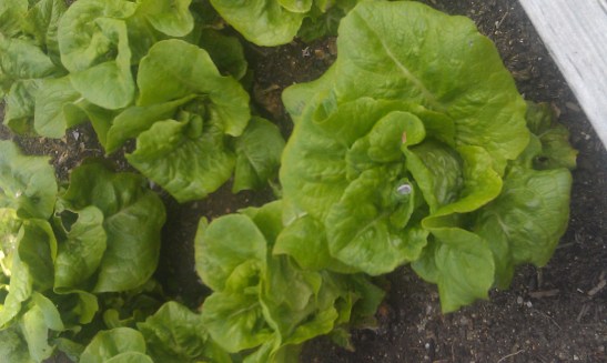 Leaf lettuce